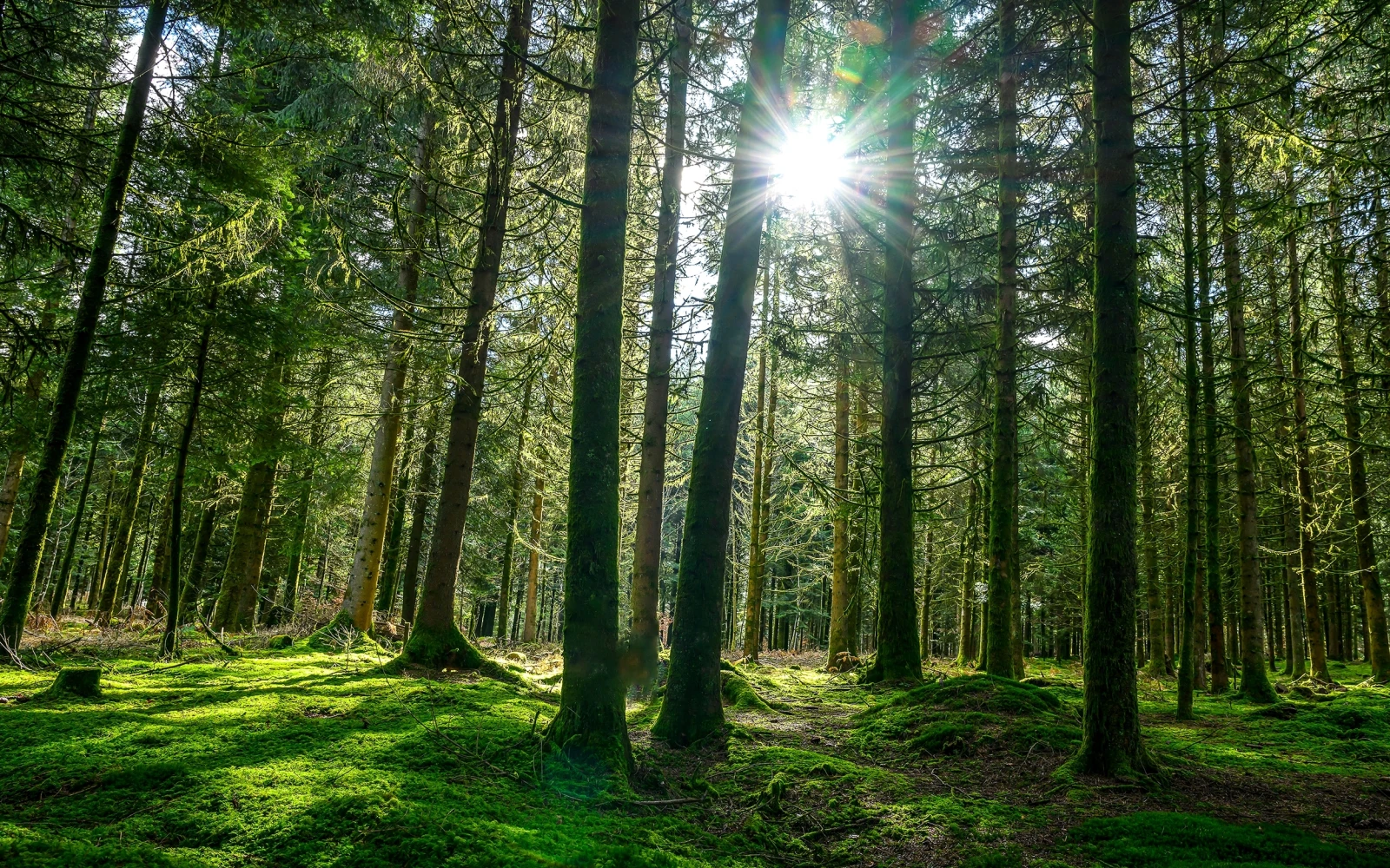 Forest and sunshine